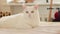 White cat lies on the bed, close-up. Domestic cat, cute pet concept