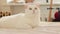 White cat lies on the bed, close-up. Domestic cat, cute pet concept