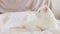 White cat lies on the bed, close-up. Domestic cat, cute pet concept