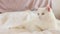 White cat lies on the bed, close-up. Domestic cat, cute pet concept