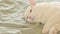 White cat lies on the bed, close-up. Domestic cat, cute pet concept