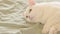 White cat lies on the bed, close-up. Domestic cat, cute pet concept