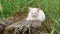 White cat lies on a wooden board.