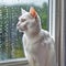 White Cat Looking Out Of Rainy Window