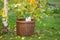 White cat looking out of wicker basket