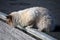 White cat looking for pray from black roof