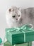 The white cat looks at the gifts. Two green gift boxes and a white cat on a belon background. Concept.