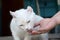 White cat lower head to smell and eat cat food