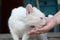 White cat lower head to smell and eat cat food
