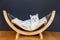 White cat lying lazy in hammock