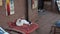 White cat lying on red carpet, relaxing in the shadow in empty market stall in Morocco, Ait Ben Haddou