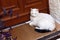 White cat lying on stairs on a rug near the door