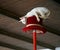 White cat makes stunt on top hat under wood ceilin