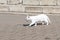 white cat with a mouse caught in his teeth is on a Sunny street