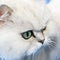 White cat muzzle closeup