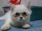 White cat with Nick name bubu