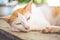 White Cat Orange lying on a wooden table