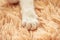 White cat paw in bed soft feeling holiday idea background