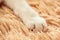 White cat paw in bed soft feeling holiday idea background
