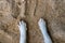 White cat paw on sand. Cat leg top view photo. White paws of domestic cat on seaside sand background