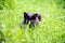 White Cat peeking through the undergrowth, ambush for hunting