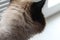 White cat pet cat fluffy cat thai cat siamese cat