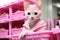 A white cat in a pink robe sitting in a pink basket. Generative AI image.