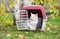 White cat in plastic carrier in park