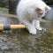 White cat playing with water