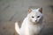 White cat. The rays of the sun shine on a street cat. White street cat with yellow eyes. Cat portrait.