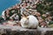 A white cat with red spots sleeps peacefully on the ancient wall of a fortress in the old town of Kotor. Montenegro. Balkans. Bay