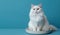 White cat sits on a blue background, free space on the side