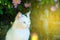 A white cat sits on the ground in the grass under a bush of roses and looks in front. Picture with tint.