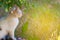 A white cat sits on the ground in the grass under a tree and looks in front. Picture with tint.