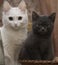 A white cat sits next to a grey kitten.