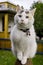 White cat sitting on a fence outside