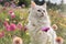 White cat sitting in the middle of colorful flowers in the garden. Flowering flowers, a symbol of spring, new life