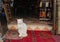 A white cat sitting on a rug in Morocco.