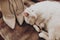 White cat sleeping and beige bride`s stylish shoes on bed, getting ready in morning. wedding preparation in home. space for text.