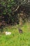 White cat sleeping and black cat guarding, in a grass hillside of, a french home, in Provence
