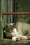 White cat sleeping on a windowsill of a country. Detail of relaxing cat.