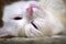 White cat sleeps head up color