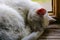 White cat sleeps sweetly on the windowsill of the window, pets