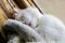 White cat sleeps sweetly on the windowsill of the window, pets