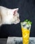 White cat sniffing a refreshing fruit drink in a tall glass goblet