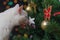 White cat sniffs tree