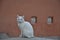 white cat on a stone coral wall background