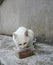 White cat in street eating dried food