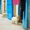 White cat on a street in Medina of Essaouira, Morocco