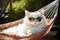 White cat in sunglasses in hammock in garden. Generative AI